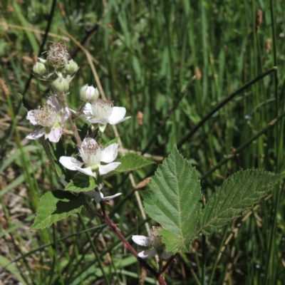 Rubus anglocandicans (Blackberry) at Gordon, ACT - 27 Nov 2019 by michaelb