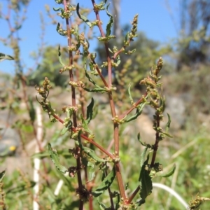 Rumex conglomeratus at Gordon, ACT - 27 Nov 2019