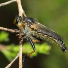 Neoscleropogon sp. (genus) (Robber fly) at Hackett, ACT - 11 Dec 2018 by TimL