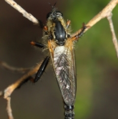 Neoscleropogon sp. (genus) at Hackett, ACT - 11 Dec 2018 12:23 PM