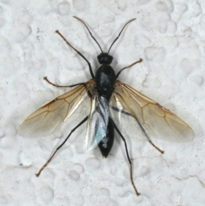 Formicidae (family) at Ainslie, ACT - 3 Jan 2020 10:21 PM