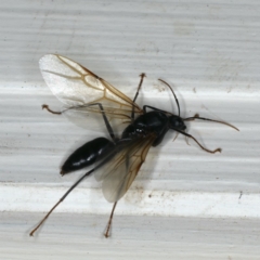 Formicidae (family) at Ainslie, ACT - 3 Jan 2020 10:21 PM