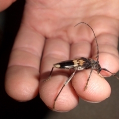 Phoracantha semipunctata (Common Eucalypt Longicorn) at Campbell, ACT - 5 Jan 2020 by SilkeSma