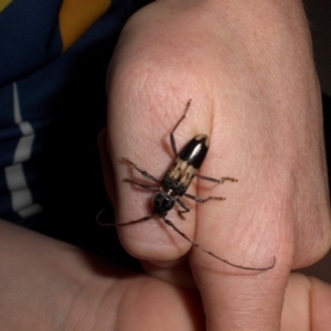 Phoracantha semipunctata at Campbell, ACT - 5 Jan 2020