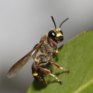 Austrogorytes bellicosus at Acton, ACT - 2 Feb 2019 12:41 PM