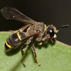 Austrogorytes bellicosus at Acton, ACT - 2 Feb 2019 12:41 PM