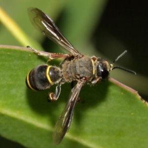 Austrogorytes bellicosus at Acton, ACT - 2 Feb 2019 12:41 PM