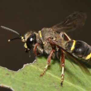 Austrogorytes bellicosus at Acton, ACT - 2 Feb 2019 12:41 PM