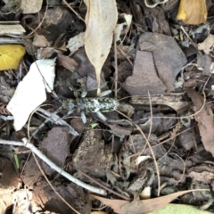 Phacodes sp. (genus) (A longhorn beetle) at Broughton Vale, NSW - 4 Jan 2020 by Nivlek