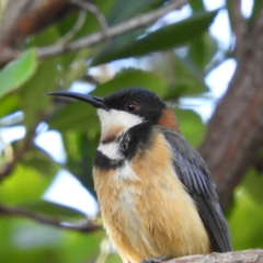 Acanthorhynchus tenuirostris (Eastern Spinebill) at Yass River, NSW - 7 Dec 2019 by MatthewFrawley