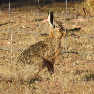 Lepus capensis at Yass River, NSW - 7 Dec 2019 06:15 PM