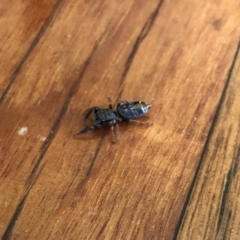 SALTICIDAE (TBC) at Broughton Vale, NSW - 13 Oct 2019 by Nivlek
