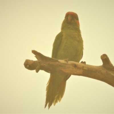 Glossopsitta concinna (Musk Lorikeet) at Wanniassa Hills Open Space - 31 Dec 2019 by JohnBundock