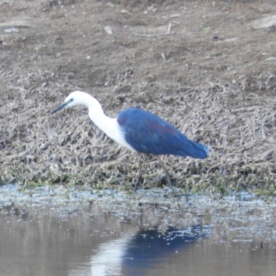 Ardea pacifica (White-necked Heron) at Yass River, NSW - 7 Dec 2019 by MatthewFrawley