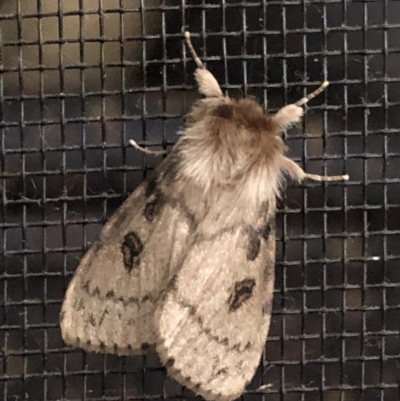 Leptocneria reducta (White Cedar Moth) at Broughton Vale, NSW - 31 Dec 2019 by Nivlek