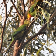 Polytelis swainsonii (Superb Parrot) at Wanniassa, ACT - 4 Jan 2020 by JohnBundock