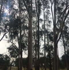 Eucalyptus globulus subsp. bicostata (Southern Blue Gum, Eurabbie) at Red Hill to Yarralumla Creek - 16 Nov 2019 by Flutteringsparrow2