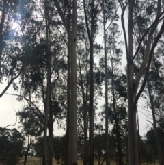 Eucalyptus bicostata (Southern Blue Gum, Eurabbie) at Garran, ACT - 16 Nov 2019 by Flutteringsparrow2