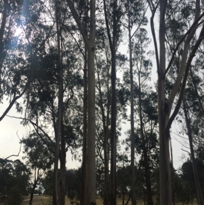 Eucalyptus globulus subsp. bicostata (Southern Blue Gum, Eurabbie) at Red Hill to Yarralumla Creek - 16 Nov 2019 by Flutteringsparrow2