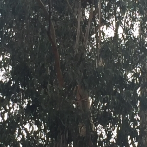 Eucalyptus globulus subsp. bicostata at Garran, ACT - 16 Nov 2019 04:40 PM