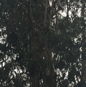 Eucalyptus globulus subsp. bicostata at Garran, ACT - 16 Nov 2019 04:40 PM