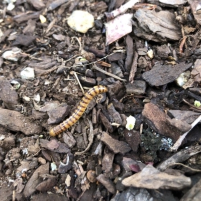  at Broughton Vale, NSW - 25 Oct 2019 by Nivlek