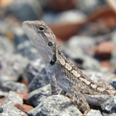 Amphibolurus muricatus (Jacky Lizard) at Yass River, NSW - 8 Dec 2019 by MatthewFrawley