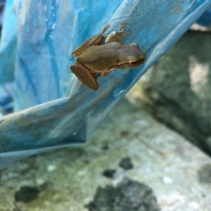 Litoria nudidigita at Broughton Vale, NSW - 3 Dec 2019