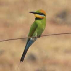 Merops ornatus (Rainbow Bee-eater) at Yass River, NSW - 8 Dec 2019 by MatthewFrawley