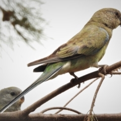 Psephotus haematonotus (Red-rumped Parrot) at Gungaderra Creek Ponds - 2 Jan 2020 by JohnBundock