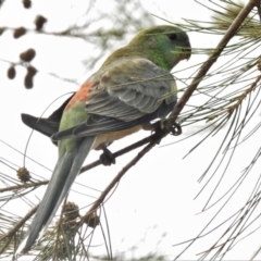 Psephotus haematonotus at Franklin, ACT - 2 Jan 2020