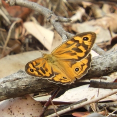 Heteronympha merope (Common Brown Butterfly) at Yass River, NSW - 8 Dec 2019 by MatthewFrawley