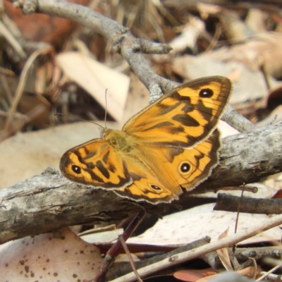 Heteronympha merope (Common Brown Butterfly) at Yass River, NSW - 8 Dec 2019 by MatthewFrawley
