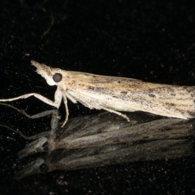 Faveria tritalis (Couchgrass Webworm) at Ainslie, ACT - 3 Jan 2020 by jbromilow50