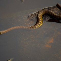 Notechis scutatus (Tiger Snake) at Yambulla, NSW - 26 Dec 2019 by Jek