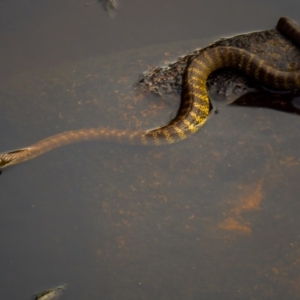 Notechis scutatus at Yambulla, NSW - 26 Dec 2019