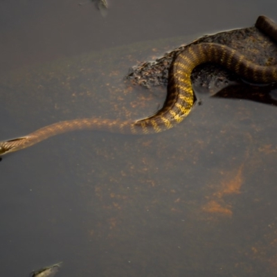 Notechis scutatus (Tiger Snake) at Yambulla State Forest - 26 Dec 2019 by Jek