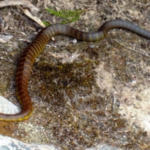 Notechis scutatus at Yambulla, NSW - 26 Dec 2019