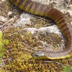 Notechis scutatus at Yambulla, NSW - 26 Dec 2019