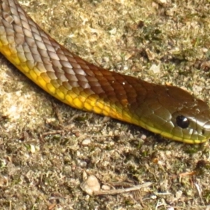 Notechis scutatus at Yambulla, NSW - 26 Dec 2019