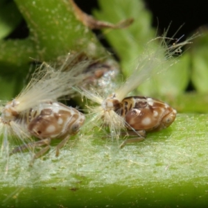 Scolypopa australis at Acton, ACT - 3 Feb 2019