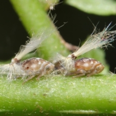 Scolypopa australis at Acton, ACT - 3 Feb 2019