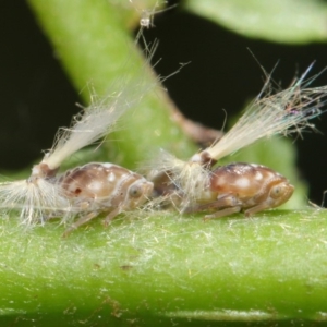 Scolypopa australis at Acton, ACT - 3 Feb 2019