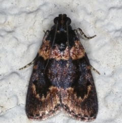 Araeopaschia sp. ANIC19 (A Pyralid moth (Epipaschinae) at Ainslie, ACT - 3 Jan 2020 by jb2602