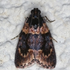 Araeopaschia undescribed spANIC19 (A Pyralid moth) at Ainslie, ACT - 3 Jan 2020 by jb2602