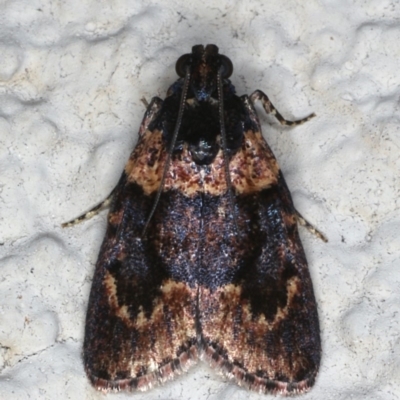 Araeopaschia sp. ANIC19 (A Pyralid moth (Epipaschinae) at Ainslie, ACT - 3 Jan 2020 by jb2602