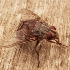 Rutilia (Rutilia) sp. (genus & subgenus) (Bristle fly) at Weston, ACT - 5 Jan 2020 by AliceH