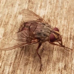 Rutilia (Rutilia) sp. (genus & subgenus) at Weston, ACT - 5 Jan 2020