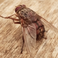 Rutilia (Rutilia) sp. (genus & subgenus) at Weston, ACT - 5 Jan 2020