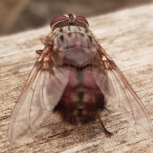 Rutilia (Rutilia) sp. (genus & subgenus) at Weston, ACT - 5 Jan 2020